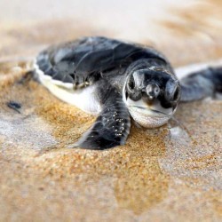 sea turtles nicaragua baby sea turtles in nicaragua