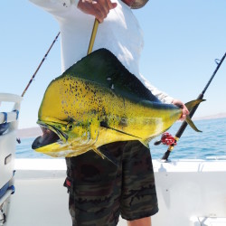 dorado fish nicaragua sport fishing nicaragua
